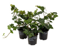 Hedera Hestor vedbend 11 cm